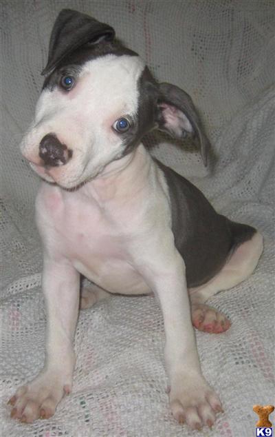 Puppies in NC